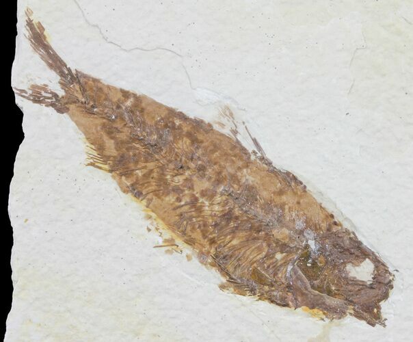 Bargain, Knightia Fossil Fish - Wyoming #60450